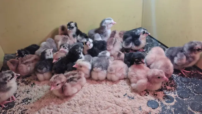 Ovos e pintinhos de Galinha sertanejo balão ( GSB)