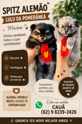 Spitz Alemão