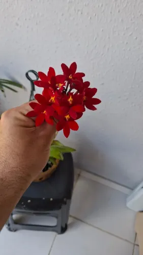 orquídeas de coleção