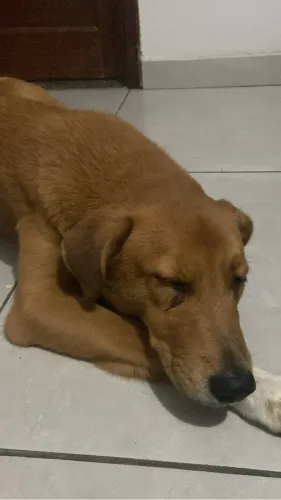 ADOÇÃO RESPONSÁVEL ? cachorro macho tranquilo, precisando de um lar e muito afeto!