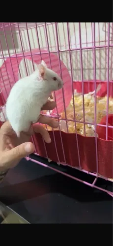 Hamster albino