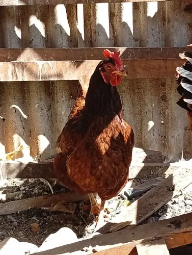 Galinha 