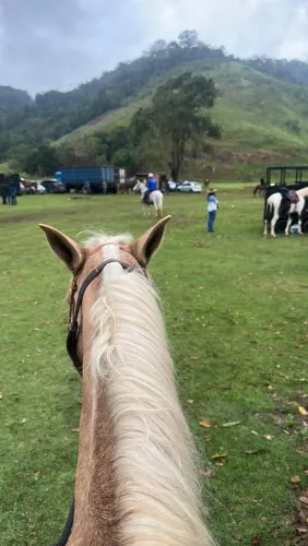 Cavalo manga larga marcha picada