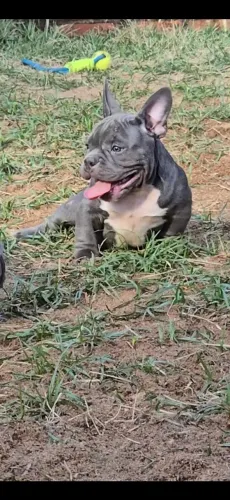 Filhote American Bully Nano