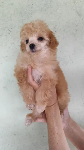 poodle femea