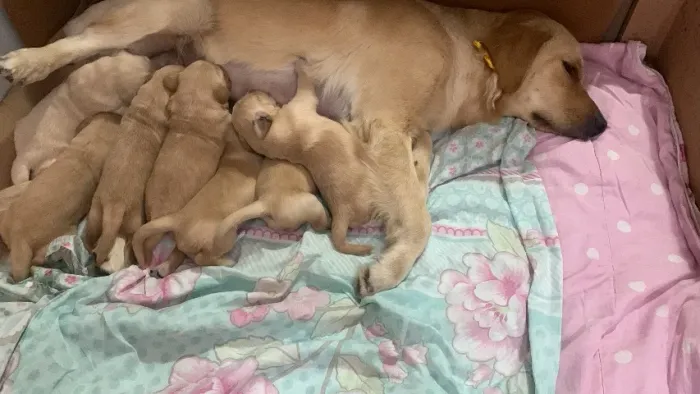 Filhotes de Golden retriver