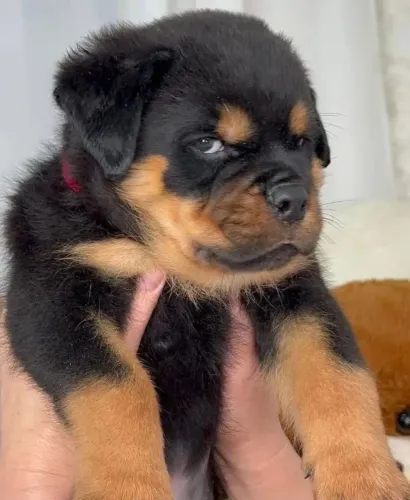 Filhote Rottweiler Macho à Venda reserve o seu