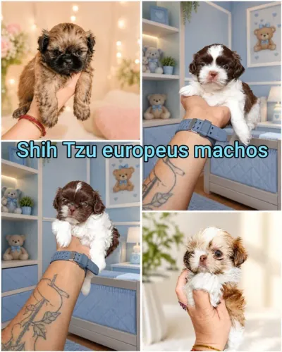 Shitzu miniatura machinho chocolate olhos azuis 
