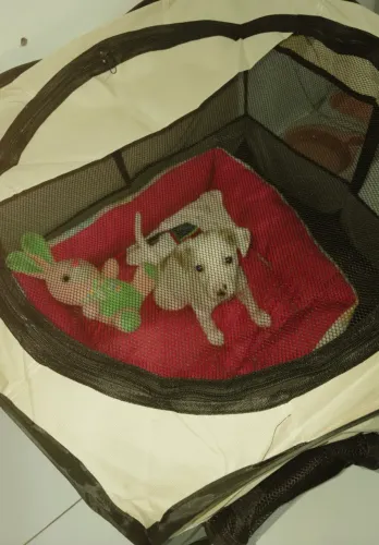 Estou doando cachorra filhote de 3 meses