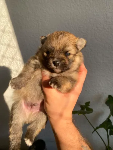 Lulu da Pomerânia Anão Macho 