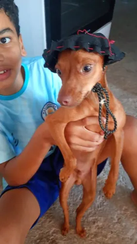 Cachorro