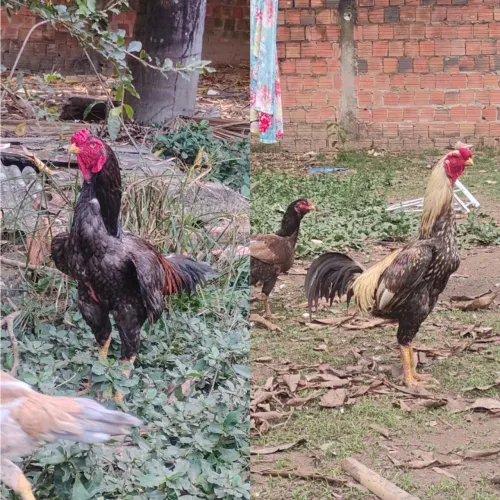 Vendo pintos destas raça indianos crista bola,esses são os pais dos pintos.