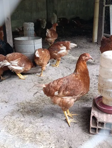 Galinhas na pré postura 