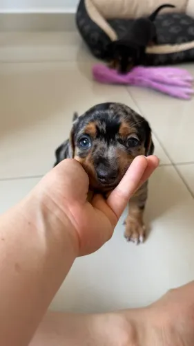 Dachshund Arlequim