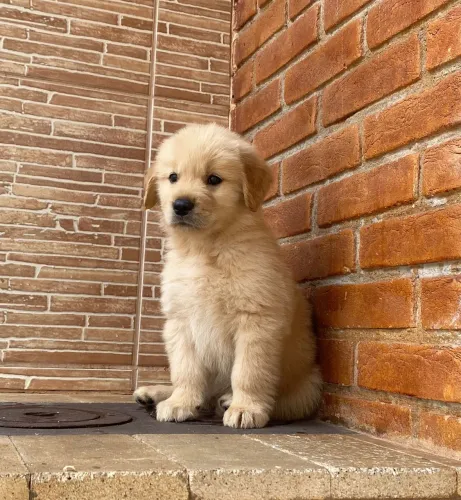 Golden Retriever Filhotes Venda Adestrado
