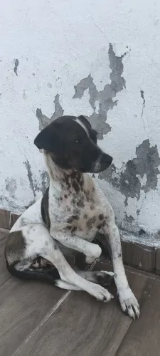 cadela
