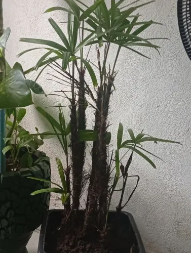Planta palmeira só falar comigo 
