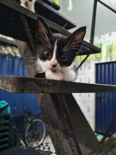Doação de filhotes de gato