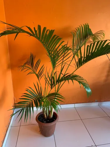Palmeira - Areca