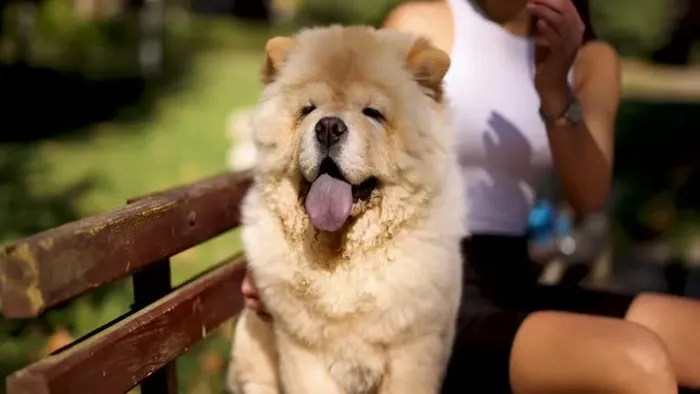 ? Chow Chow à Venda | Filhotes Cheios de Charme