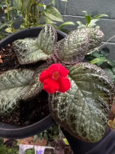 Planta tapete da rainha, episcia
