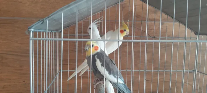 Pintinhos