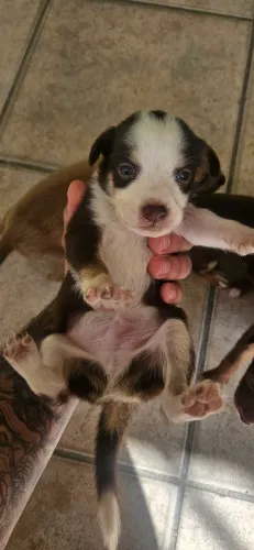 Cachorrinhos Adoção Consciente!