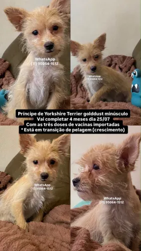 Belíssimo menino de yorkshire Terrier Golddust 4 meses