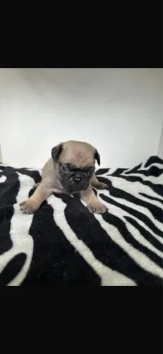 Lindos filhotes de Pug