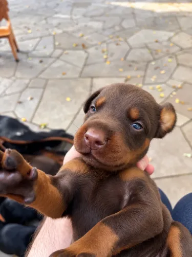 Filhotes de Dobermann