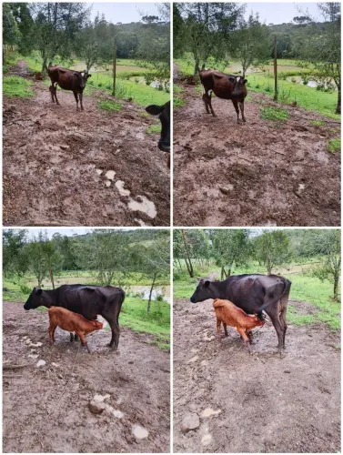 Vaca Jersolando mais novilhas 