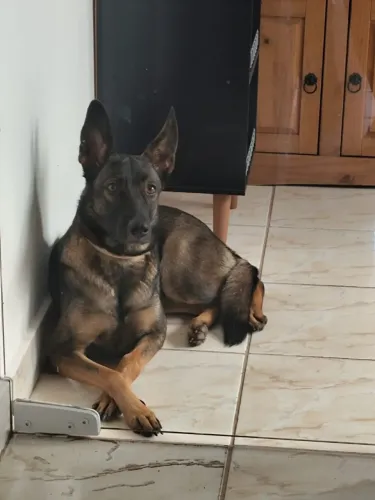 Filhote pastor belga MALINOIS Linhagem especial BLACK 