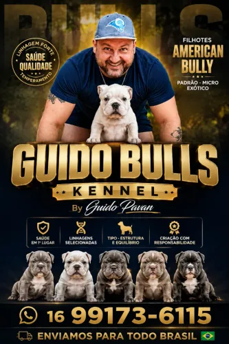 American Bully