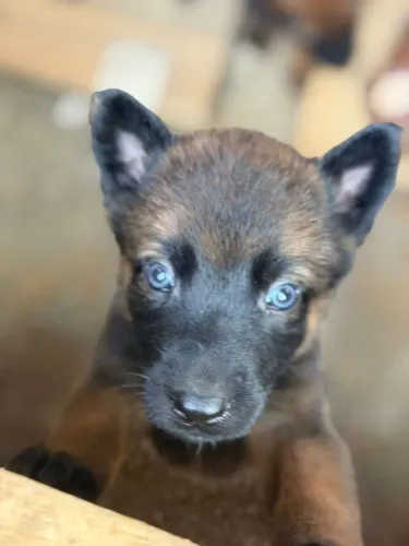 Pastor belga malinois fêmeas