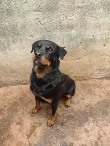 Rottweiler doação 