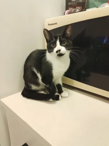 Doação Responsável de filhotes de gatos