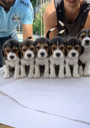 beagles tricolor