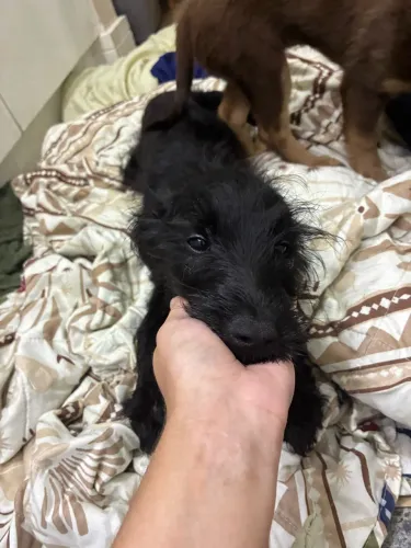 Cachorro macho vacinado e vermifugado
