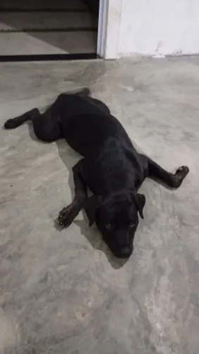 Doação de rottweiler