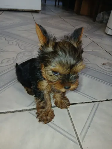Filhote de cachorro yorkshine