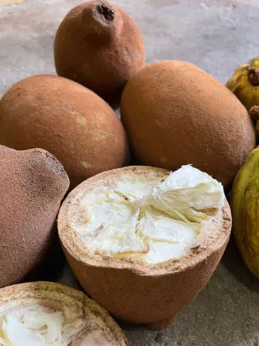 Cupuaçu e Cacau