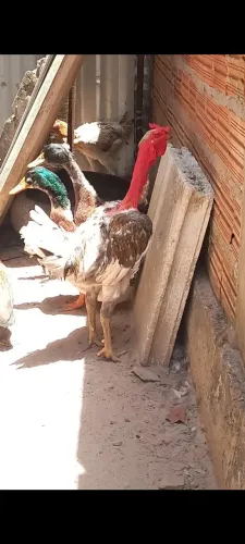 ? galo polaca