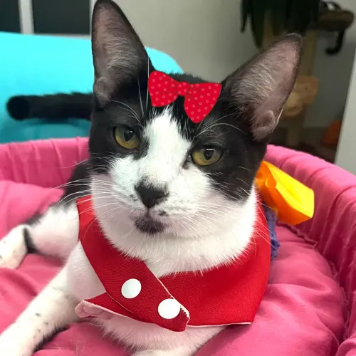 Linda Suzy para adoção 
