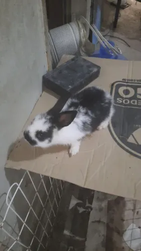 F8lhote de coelho mine lion reader 