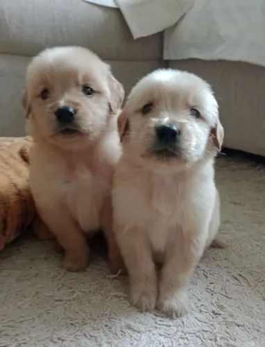 Golden Retriever : Compre com garantia Puros