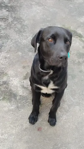 Adoção de Cachorro