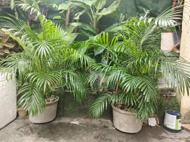 Vendo palmeira-areca 