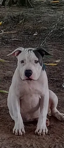 Vende-se pitbull