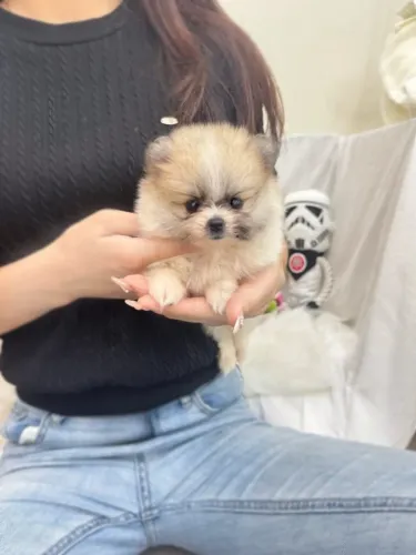 Filhote de cachorro spitz alemão/lulu da pomerânia brincalhão dócil