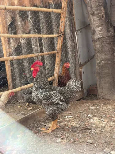 Frango caipira,4,500kg